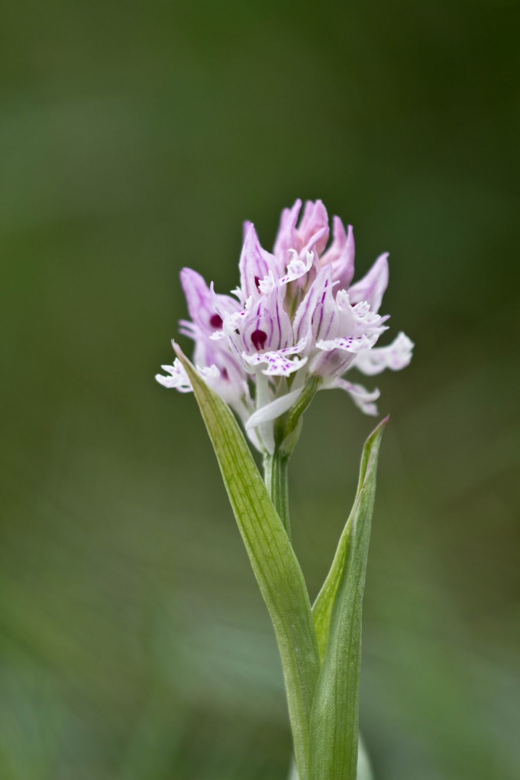 Neotinea tridentata